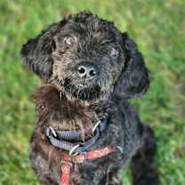 Thumbnail photo of Calliope #4