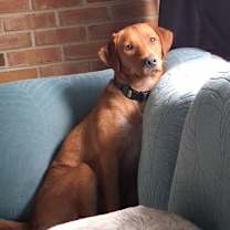 Thumbnail photo of Cheese #3