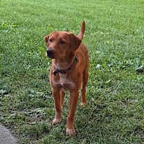 Thumbnail photo of Cheese #4