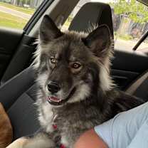 Thumbnail photo of Yogi #3