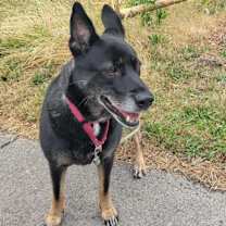 Thumbnail photo of Waffles #4