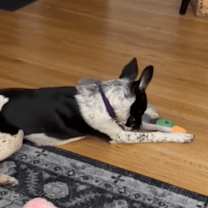 Thumbnail photo of Checkers #3