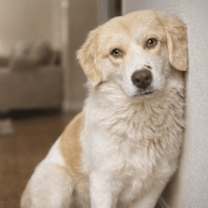 Thumbnail photo of Cuddles #2