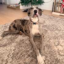 Thumbnail photo of Millie #3