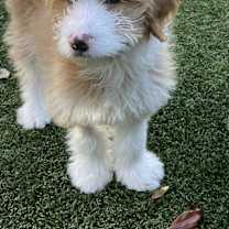 Thumbnail photo of Hazel #4