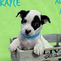 Thumbnail photo of Kayce #3