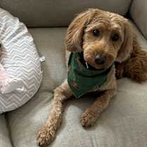 Thumbnail photo of Marlowe #2