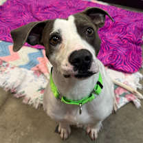 Thumbnail photo of Pete #1