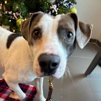 Thumbnail photo of Pete #2