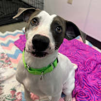 Thumbnail photo of Pete #3