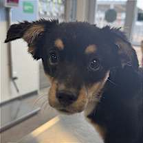 Thumbnail photo of Koko #1