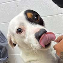 Thumbnail photo of Buddy #2