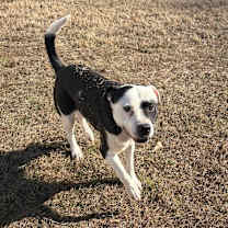 Thumbnail photo of Panda  #4