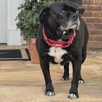 Thumbnail photo of Rufus #3