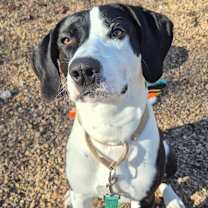 Thumbnail photo of Milio #1