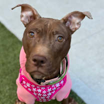 Thumbnail photo of Babu #2