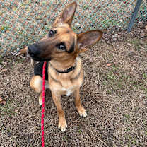 Thumbnail photo of Sharky #3