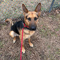 Thumbnail photo of Sharky #4