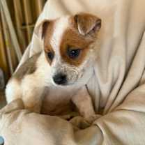 Thumbnail photo of Rihanna #2