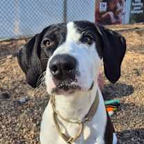 Thumbnail photo of Milio #4