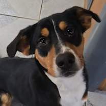 Thumbnail photo of Draco #1