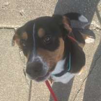 Thumbnail photo of Draco #2