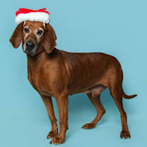 Thumbnail photo of Rusty #1