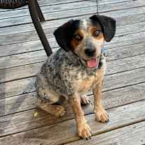 Thumbnail photo of Rigley "Riggs" #4