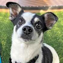 Thumbnail photo of Blackerbee #1