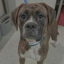 Thumbnail photo of 74040 #3