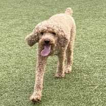 Thumbnail photo of Zeppelin #1