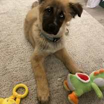 Thumbnail photo of Baby Ewok #3