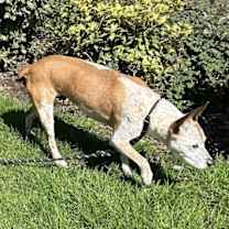 Thumbnail photo of Sassy #4