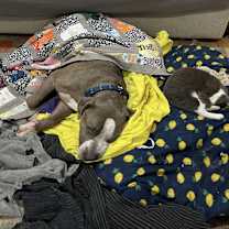 Thumbnail photo of Hippo #4