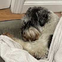 Thumbnail photo of Milo #2