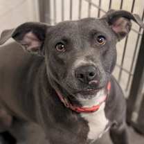 Thumbnail photo of STELLA BLUE #1