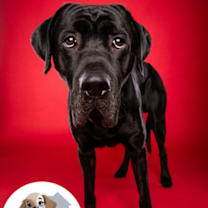 Thumbnail photo of Luke #1