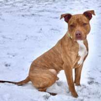 Thumbnail photo of Griffon #3