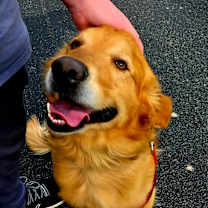 Thumbnail photo of Leo #4