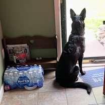 Thumbnail photo of Dozer #2