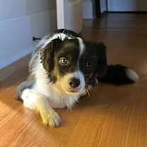 Thumbnail photo of Kofi #1