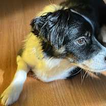 Thumbnail photo of Kofi #2