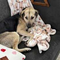 Thumbnail photo of Buppy #1