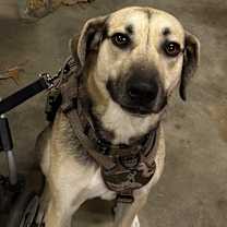 Thumbnail photo of Buppy #2