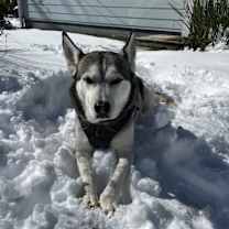 Thumbnail photo of Charlie #1