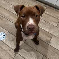 Thumbnail photo of Rio - Home to Home #3