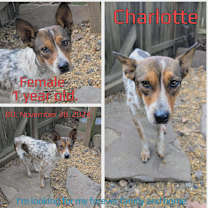 Thumbnail photo of Charlotte #3