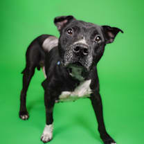 Thumbnail photo of Blue  #1