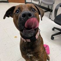 Thumbnail photo of Grizzly #3