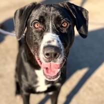 Thumbnail photo of Tobey #2